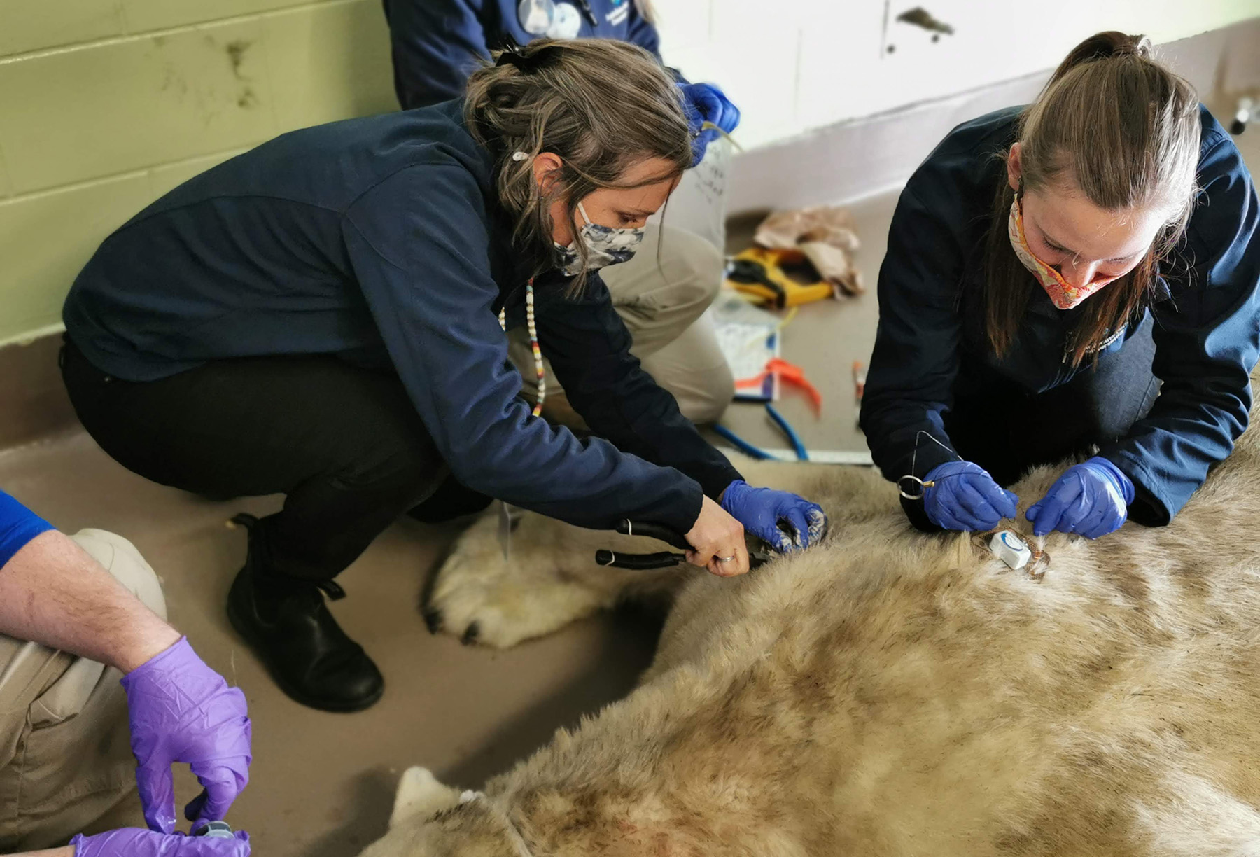 conservation staff attach tag to polar bear